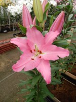 [5376 Lexus VZ No01.JPG]